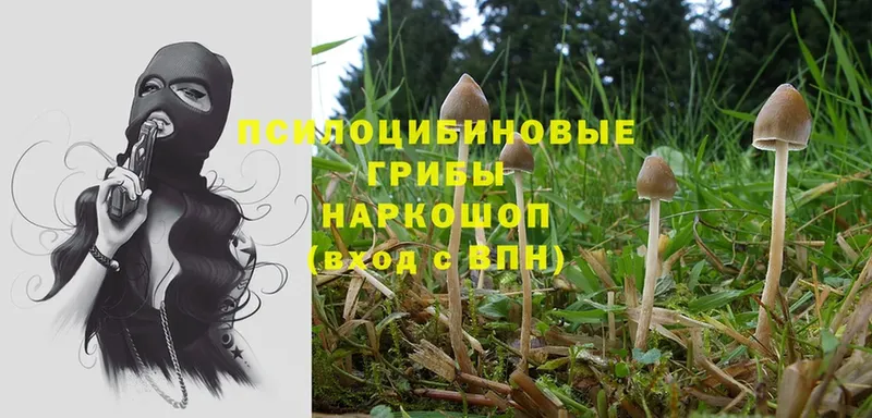 Псилоцибиновые грибы MAGIC MUSHROOMS  mega зеркало  Красный Сулин 